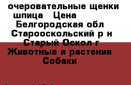  очеровательные щенки шпица › Цена ­ 25 000 - Белгородская обл., Старооскольский р-н, Старый Оскол г. Животные и растения » Собаки   